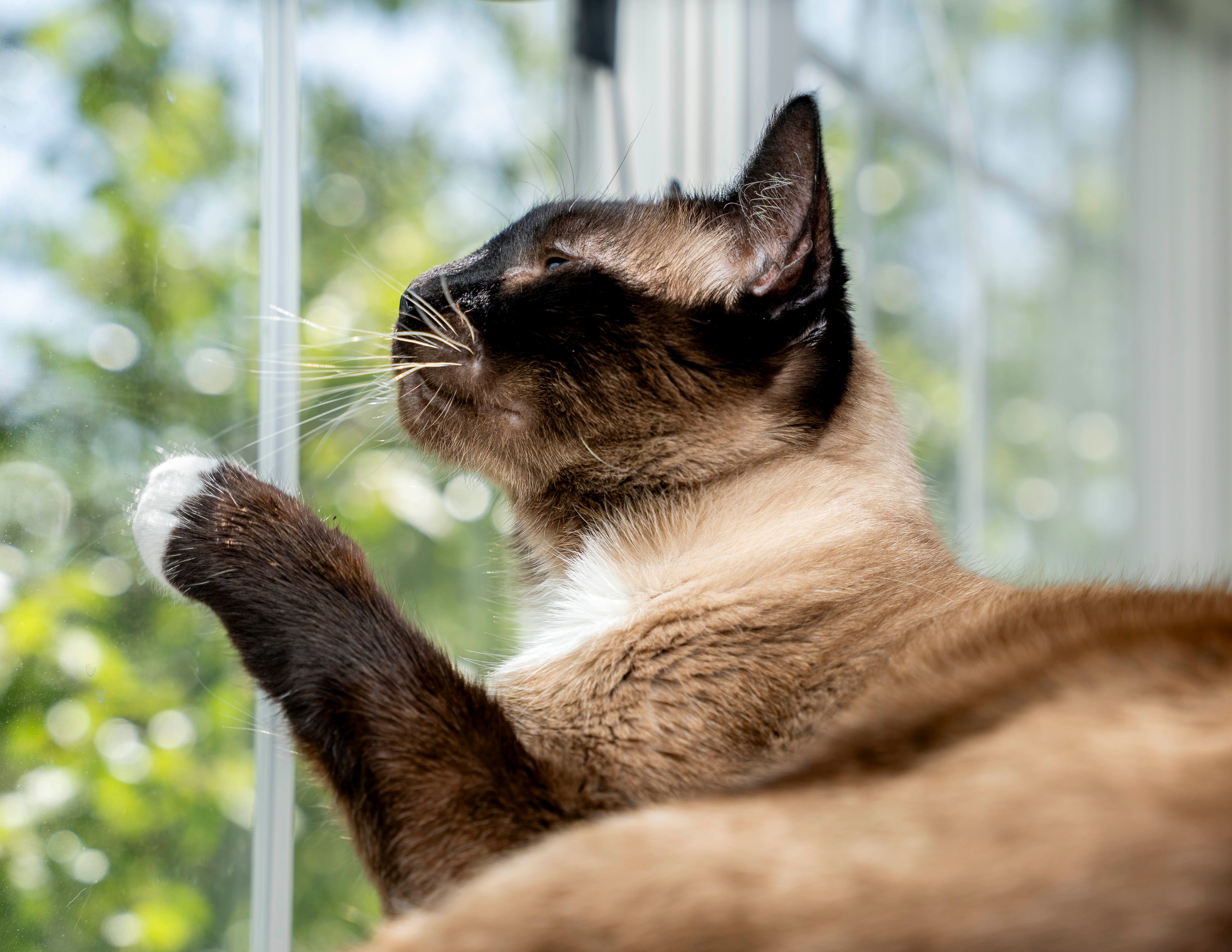 Expressive pet portrait of Frodo
