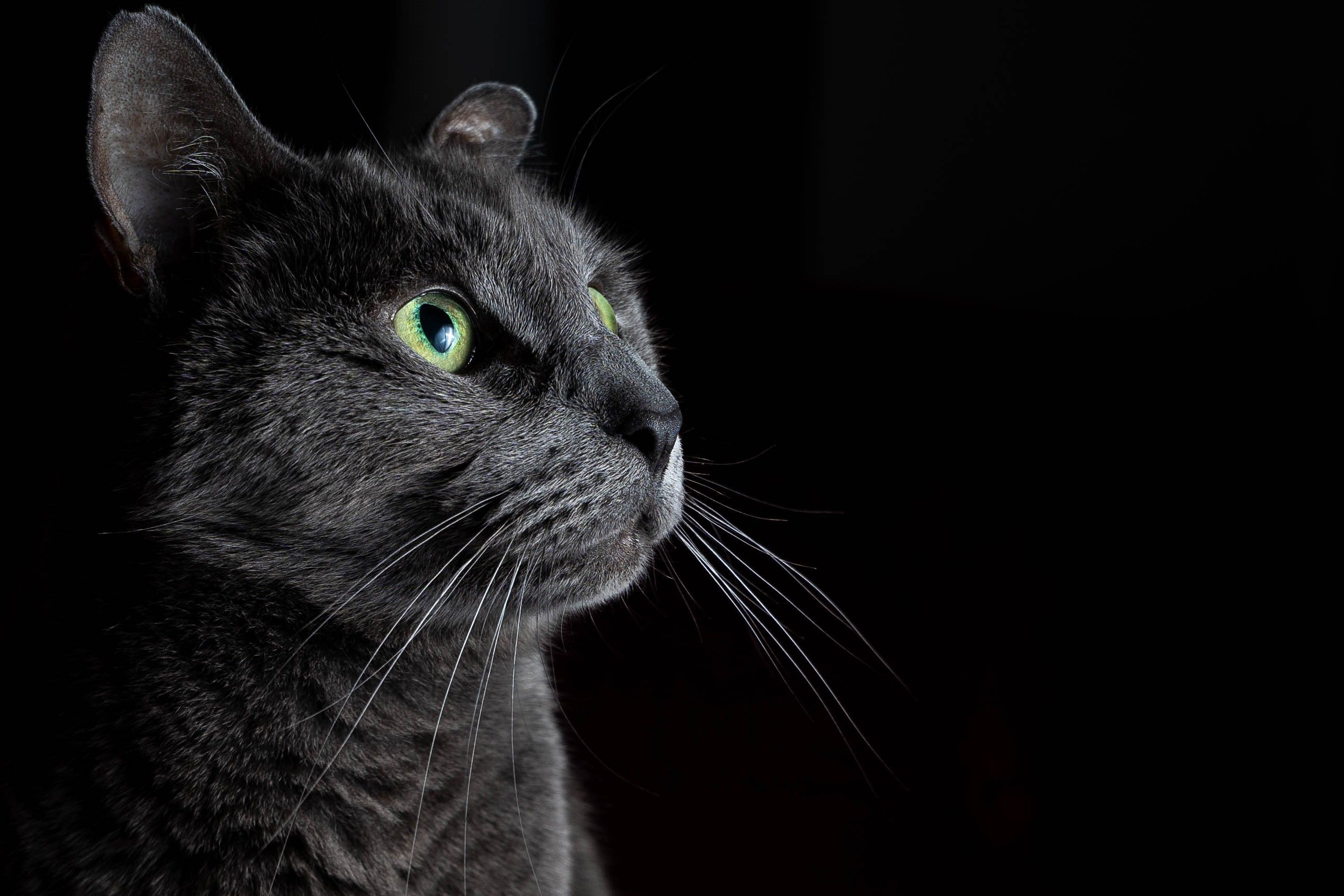 Character portrait of Smokey
