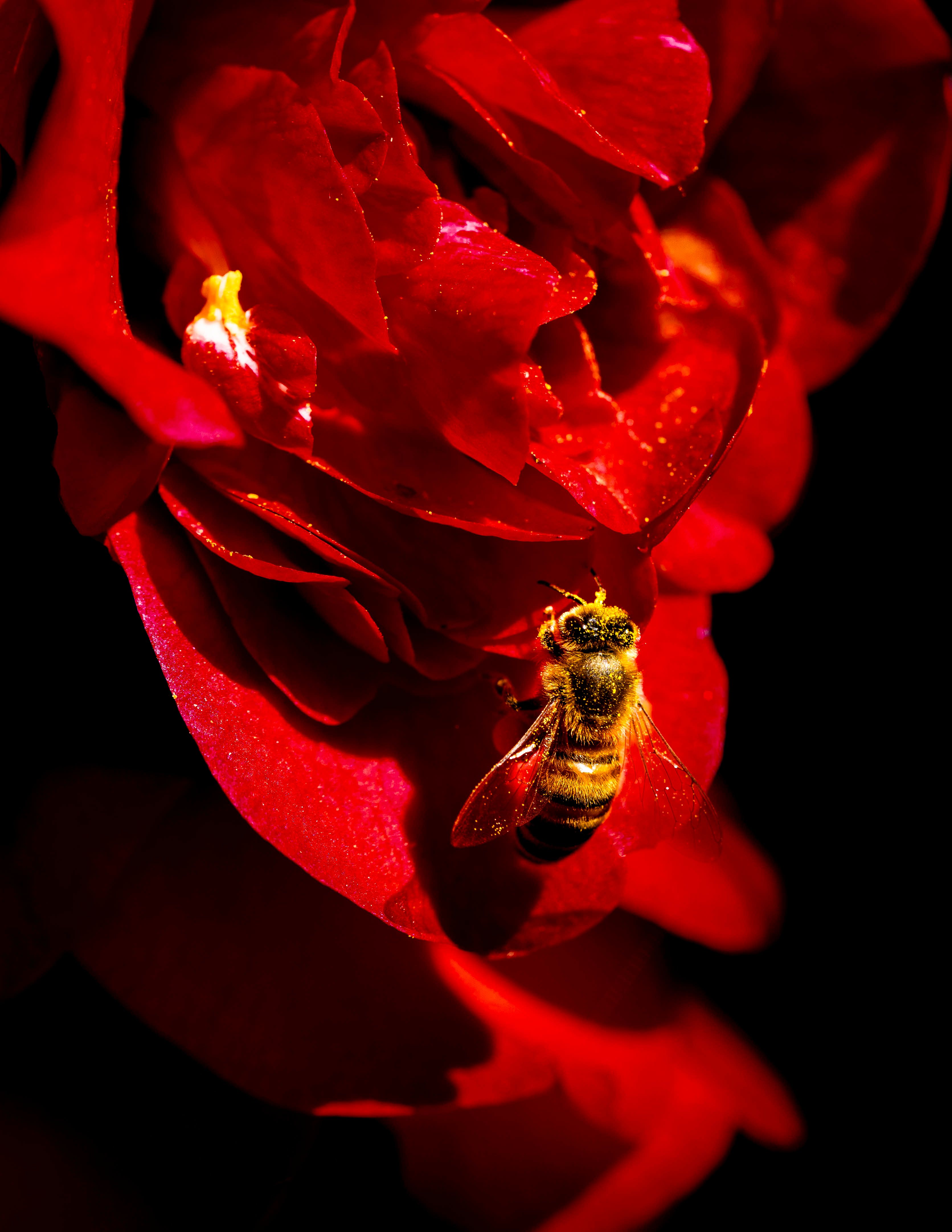 Close-up nature photograph of a bee